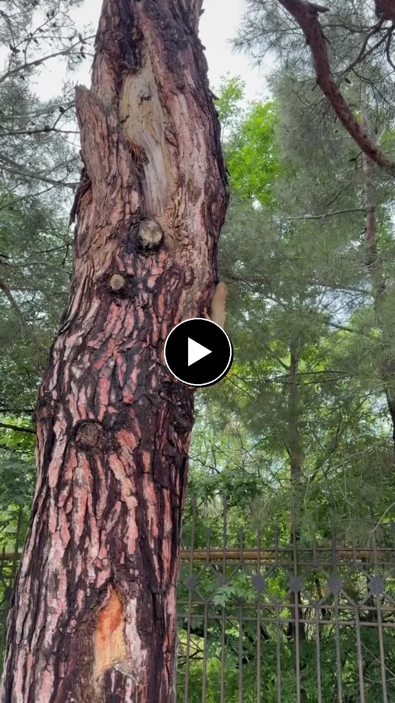 Видео для открыток - Белка на дереве 